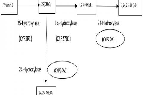 Vitamin D metabolism pathway. Activation of Vitamin D: first occurs in the liver